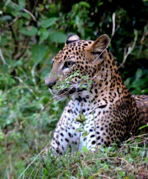 flamingos-leopard-yala (13)